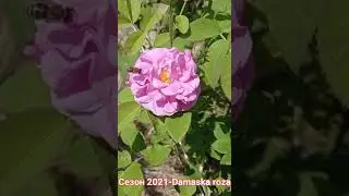 Лето - 2021...       Damaska roza.