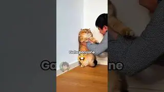Gatto panzone 🐱 EP. 57