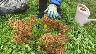 Гортензия метельчатая, подготовка к зиме!