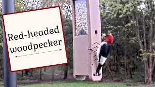 Red-Headed Woodpecker Returns Again This Year!