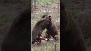 What Happened To the Grizzly Man? The Gruesome Truth 