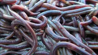Worms