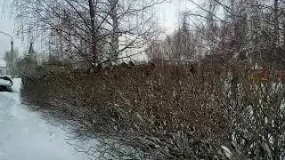 Птичий базар.