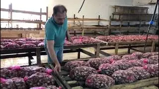 Подготовка улитки к зиме