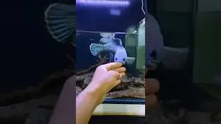 Ikan Gabus Pemarah
