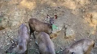 Mots Deer Video No Copyright Ep3 | free deer video no copyright | nature no copyright