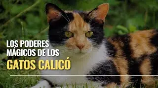 Los poderes mágicos de los gatos calicó