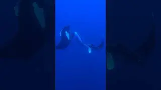 A Majestic Oceanic Manta Ray Dance