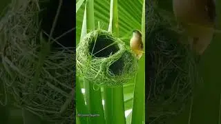 সাইদীর ওয়াজ #foryou #video