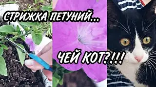 СТРИЖКА ПЕТУНИЙ🤔😲🤯 ЧУЖОЙ КОТ🐈‍⬛ НАГЛЫЙ🤨
