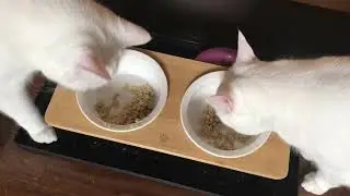 Sunhoo Ceramic Elevated Cat Bowl Unboxing & Assembly