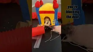 Rats Have A Party (Ratty Box - July)