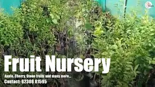 Fruit Nursery | All kinds of Fruits' & Flowers' plants available | Ph: 62308 81595 | The Apple Talks