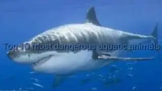 Top 10 most Dangerous Aquatic Animals