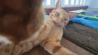 TJ 9 (read description) #cat #cute #cutecat #adorable #shorts #tvvc #kitten #kitty #cutekitty