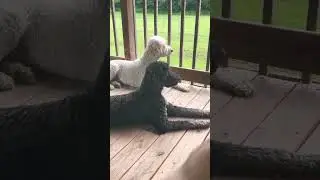 Lost Service Dog. Golden Doodle not mine.
