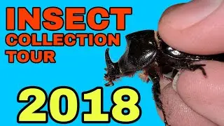 My Insect Collection [9/27/18]