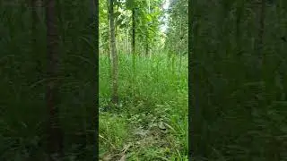 Gara gara tidak terkena sinar matahari dengan baik rumput tumbuh 3 kali lebih lambat