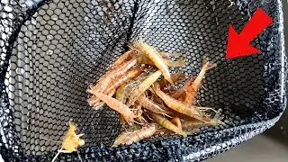 This Is Why I Fish With Live Shrimp (Fishing Saltwater Florida)