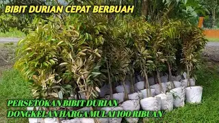 Persetokan Bibit Durian//  Bawor Tinggi 2mtr up