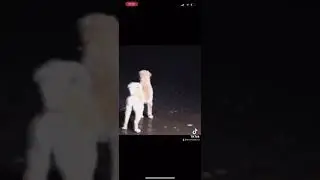 Dog or Horse?? Must watch!