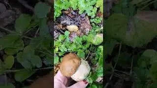 Белые грибы. Счастье🥰🥰🥰
