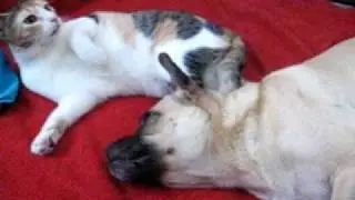 a cat flirting with cute dog