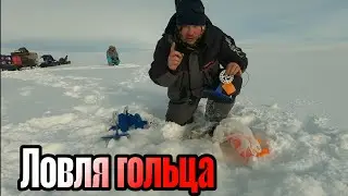 Ловля АРКТИЧЕСКОГО ГОЛЬЦА в тундре.