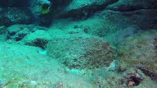 Clown Wrasse