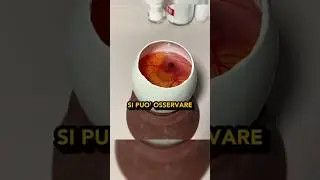 Embryo with open egg 🤔🥚💉
