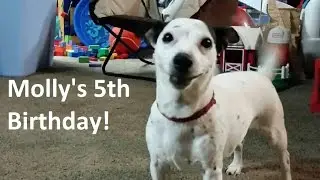 Jack Russell Terrier Pops Pool Full of Water Balloons!