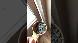 Любимый корм норвежских птиц