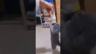 Котëнок пьëт!!!