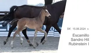 Stf v Escamillo x Sandro Hit x Rubinstein I 2024b