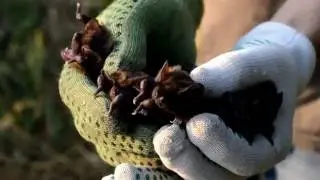 New record of Giant Noctule (Nyctalus lasiopterus) near the Kharkiv city (North-eastern Ukraine)!