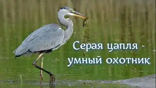 Серая цапля - умный охотник. 