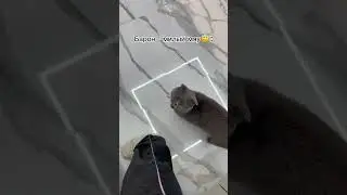 Кто больше понравился?😂 #котБарон #кошкаСима