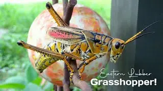 Huge Eastern Lubber Grasshopper in my yard! #grasshopper #easternlubber #monstergrasshopper