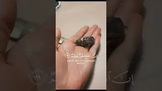Allah ki Shan