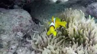 Snorkling at the local reef