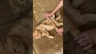 Булочка моя с корицей 🥹 #cat #рыжийкот #кот #котики #котик #питомцы #юмор #catlover #шортс #коты