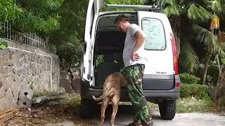 Как научить собаку залезать в машину, куда угодно....