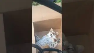 Manka bobcat gets a box & mouse stuffie