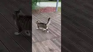 Бездомные коты в парке 🥺