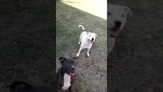preshes the Pitbull first time playing with a dog toy outside with another dog