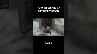 HOW TO SURVIVE A BAT INFESTATION Part 2 #ytshorts  #shortvideo  #techandscience  #shorts