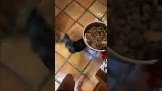 If ur dog isn't spinning like that he isn't hungry