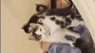 Mother - WafflePancakes