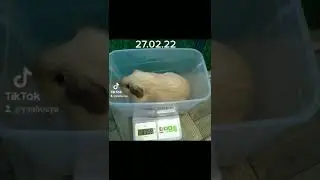 weight control