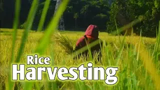 Pangabuhi sa Probinsya